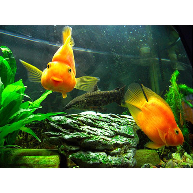 Cichlida Papagal - imagine 3